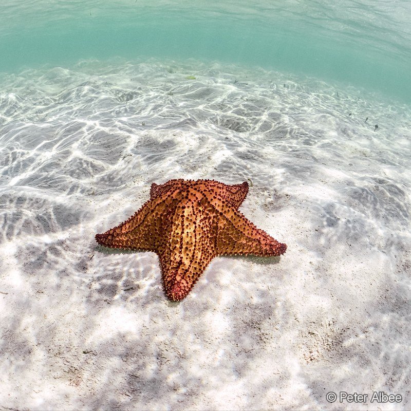 Cushion Starfish, Fisheye, Bahamas Flats