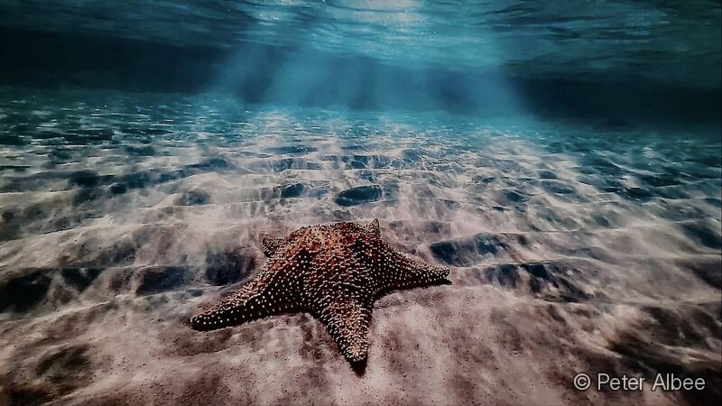 Cushion Starfish, Caribbean Flats