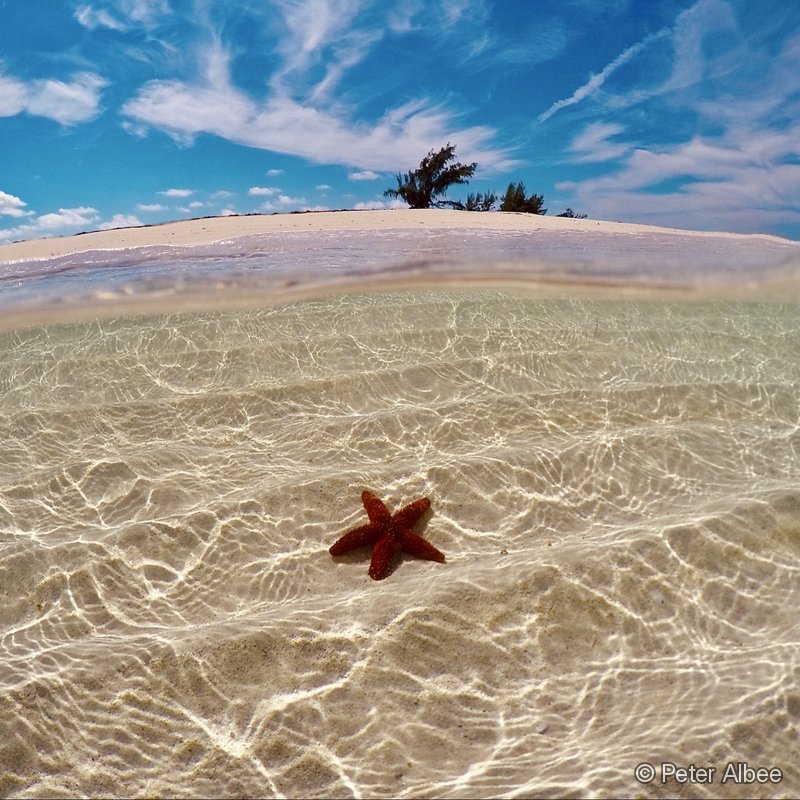 Cushion Starfish & Island, Over-Under, Bahamas Out-Islands