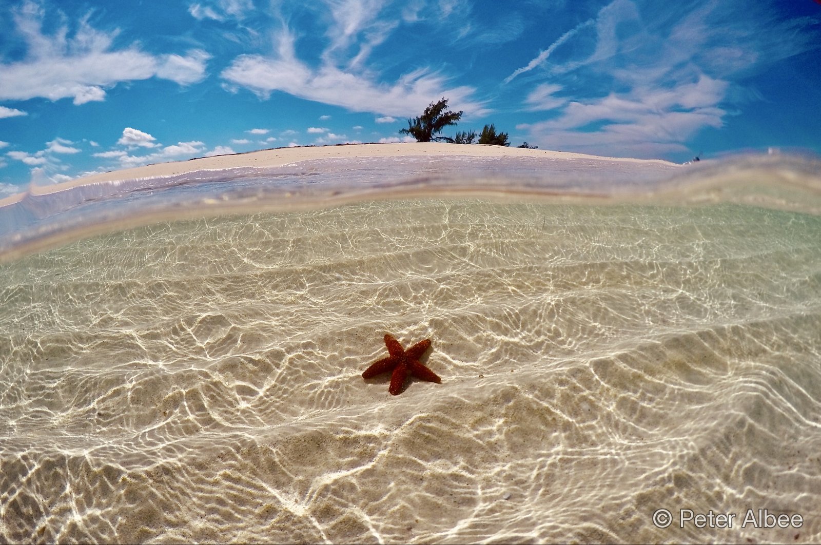 Over-under split shot of a cushion starfish with a palm-covered islet on the horizon