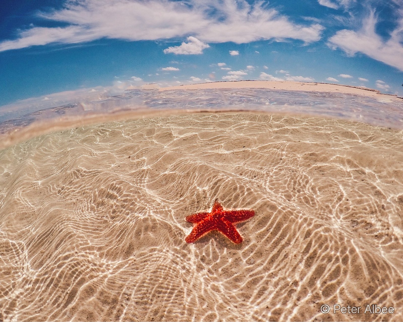 Red cushion starfish shot as an over-under split-level image