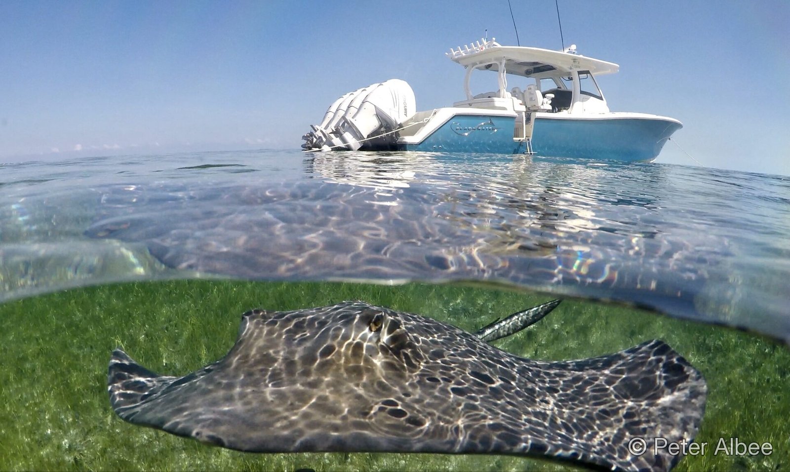 Split-level over-under shot of a southern stingray with the charter boat above the surface