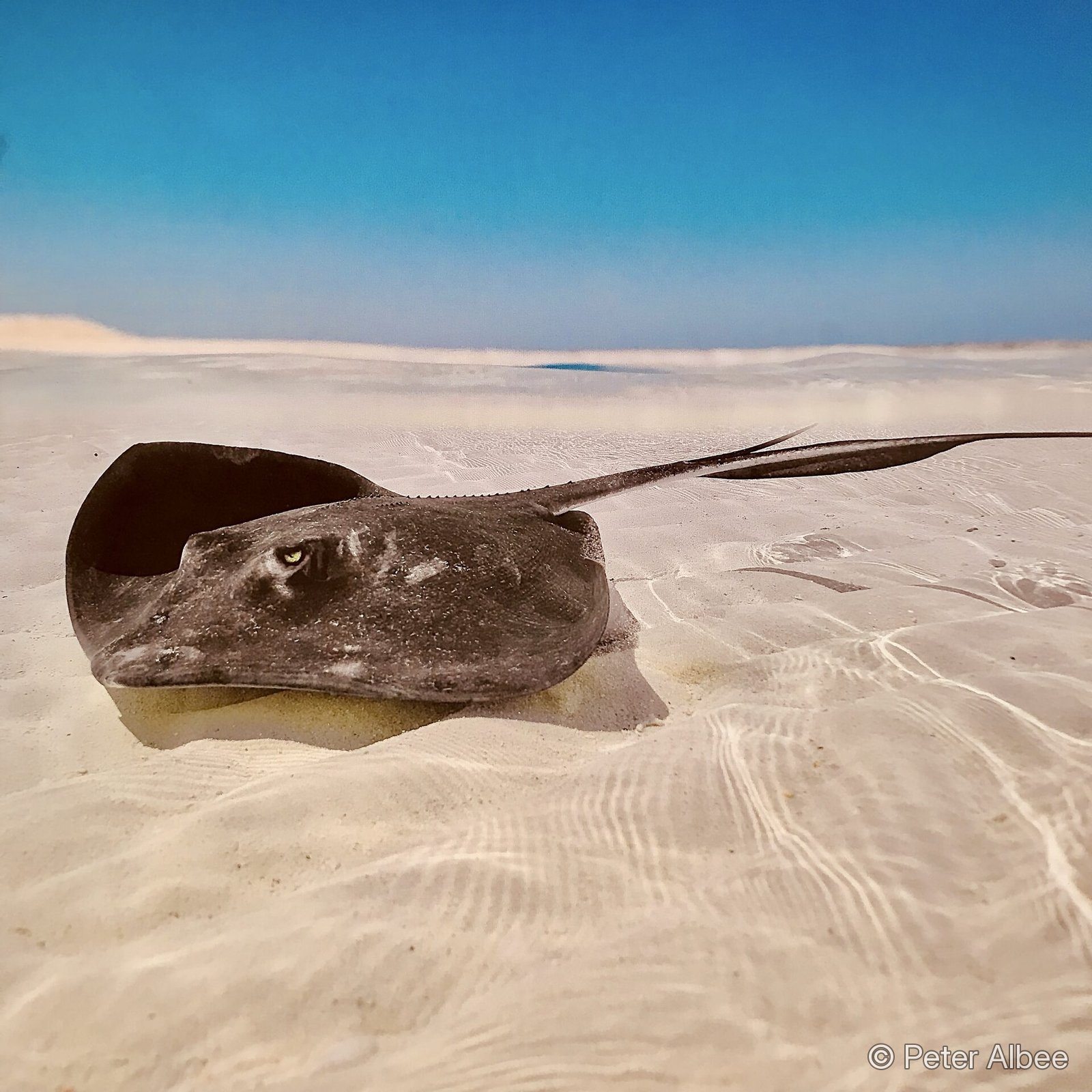 Southern stingray resting on white sand, Bahamas