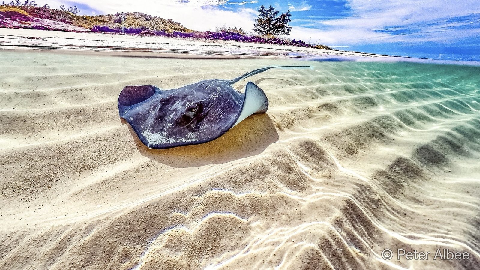 Southern stingray on sand flats, licensable stock photography