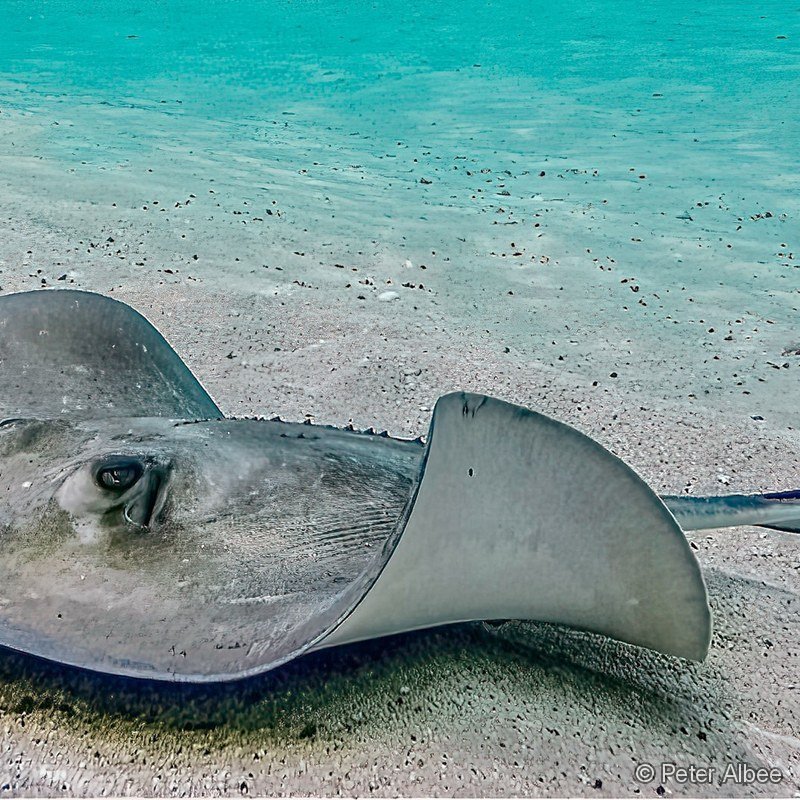 Southern Stingray, Turquoise Panorama, Bahamas Flats