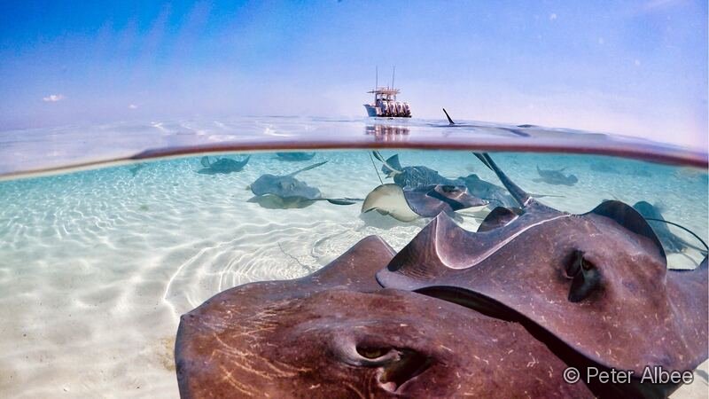 Stingray Aggregation, Split-Level, Bahamas Sandbar