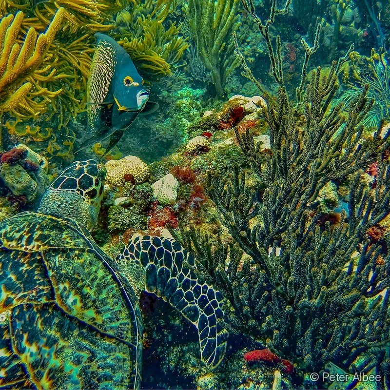 Green Sea Turtle & French Angelfish, Caribbean Reef