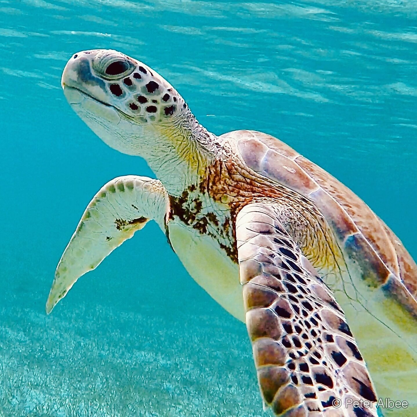 Green sea turtle close-up portrait