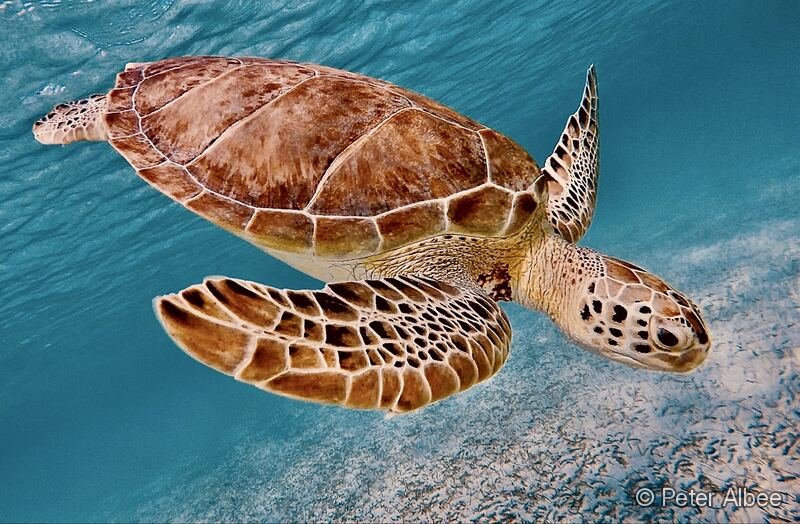Green Sea Turtle, Profile, Caribbean