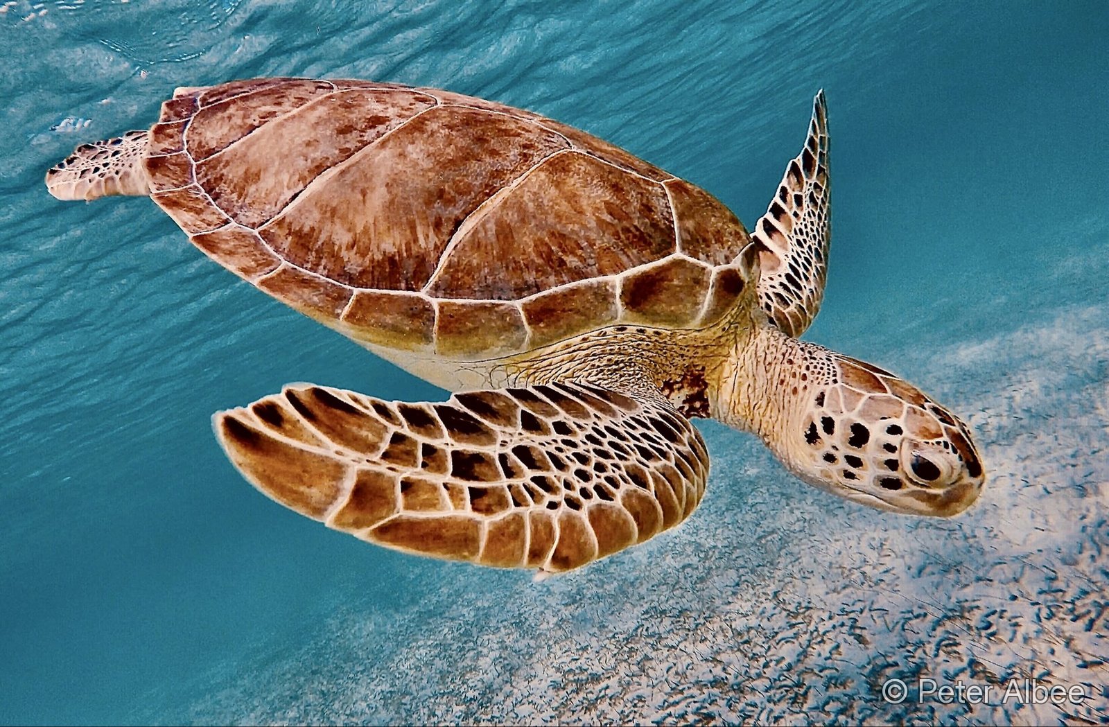 Green sea turtle gliding through clear Caribbean water