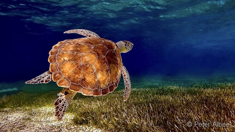 Green Sea Turtle Over Seagrass, Belize