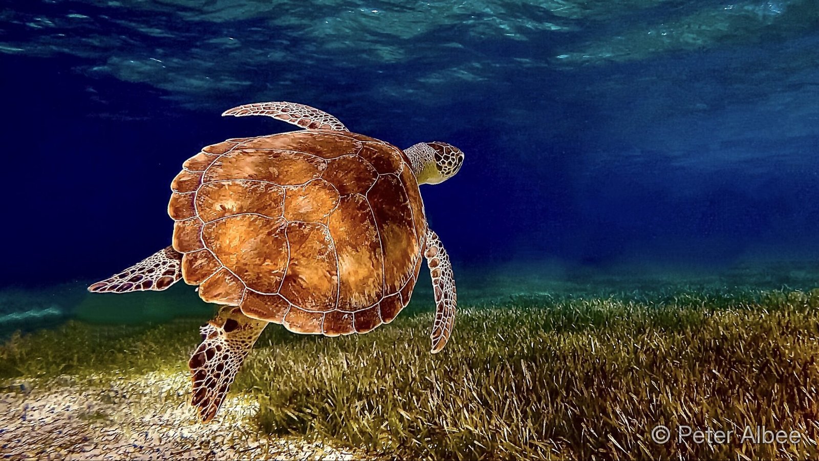 Green sea turtle over seagrass, Belize