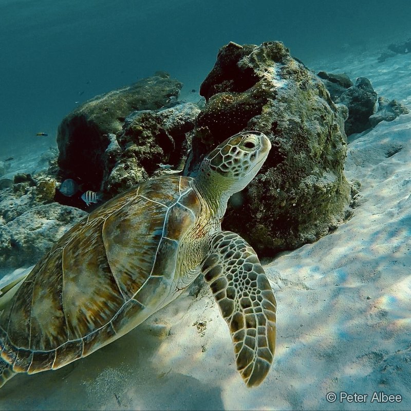 Green Sea Turtle Near Coral, Caribbean