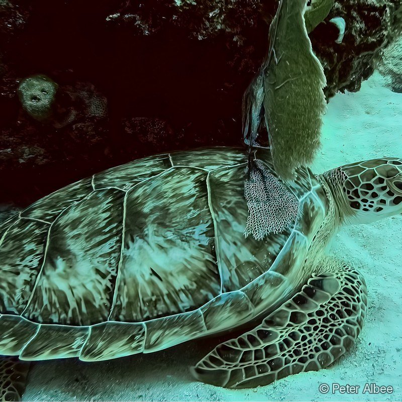 Green Sea Turtle, Coral Closeup, Caribbean Reef