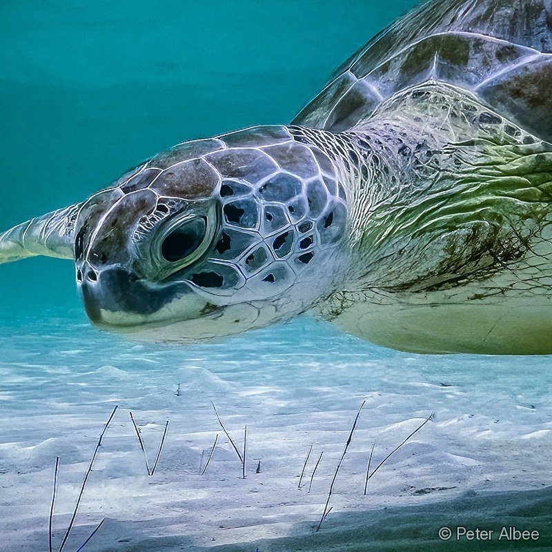 Green Sea Turtle, Face to Face over Seagrass, Caribbean