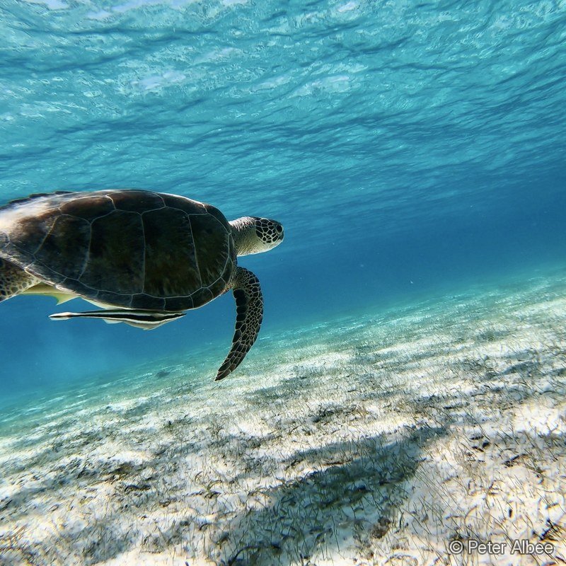Green Sea Turtle & Remora, Bahamas