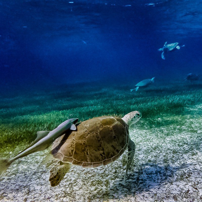 Green Sea Turtle & Remora, Turtle Trio, Bahamas