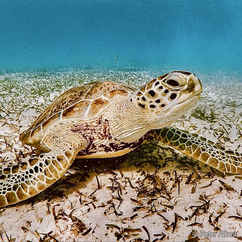 Green Sea Turtle, Face to Face, Caribbean