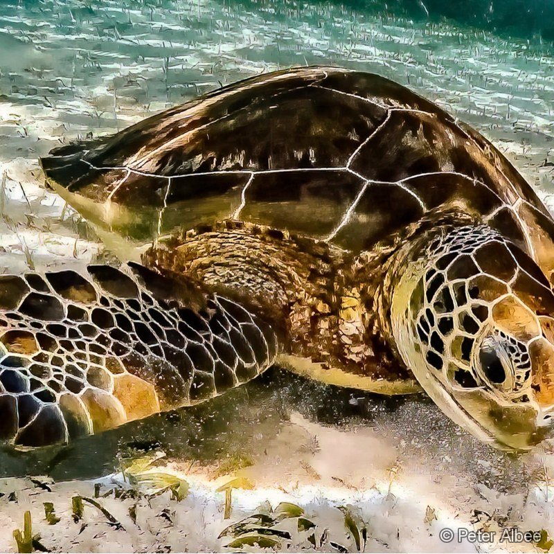 Green Sea Turtle Resting on Seagrass, Bahamas