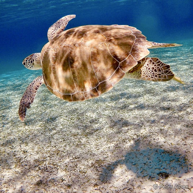 Green Sea Turtle Over Seagrass, Bahamas