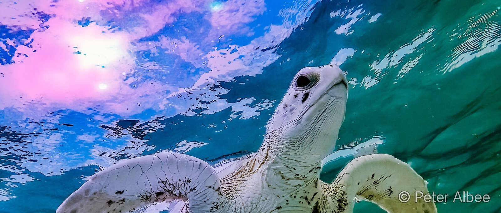 Green sea turtle swimming near the surface at sunset, sky reflected in the water