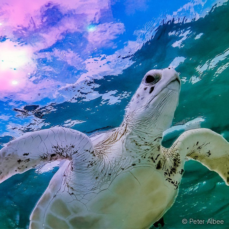 Green Sea Turtle, Sunset Reflection, Caribbean
