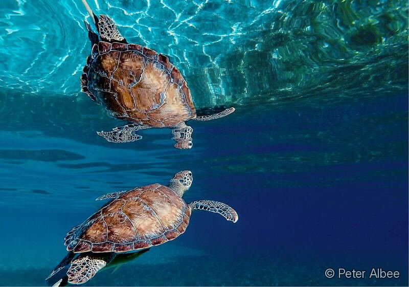 Green Sea Turtles, Pair, Turks & Caicos